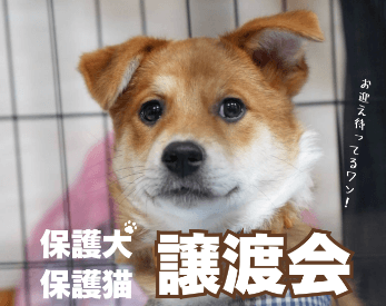 保護犬保護猫譲渡会